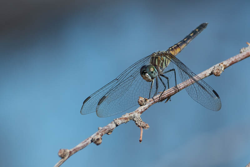 Blauwschicht